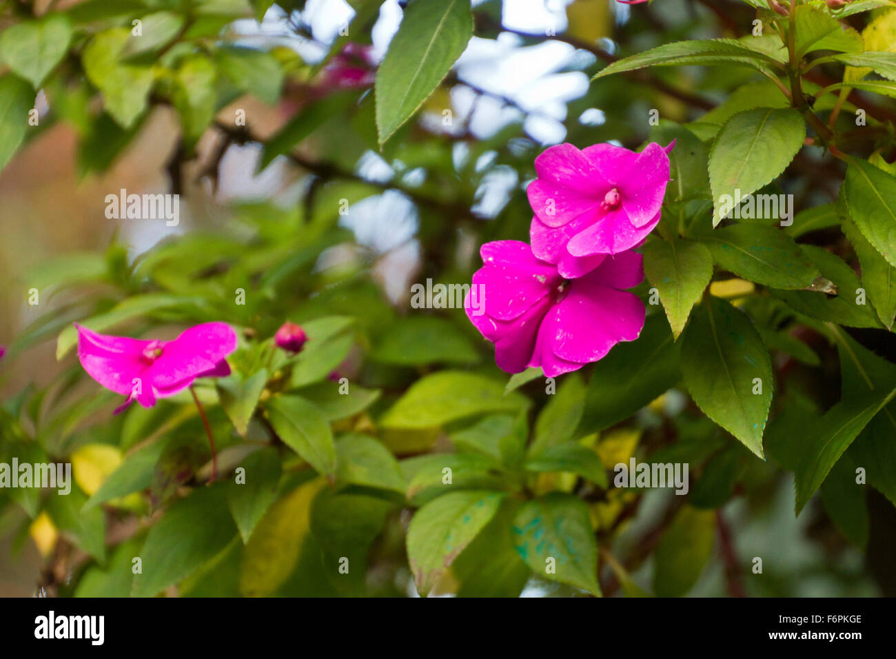 Hanging pink flowers hi-res stock photography and images - Alamy