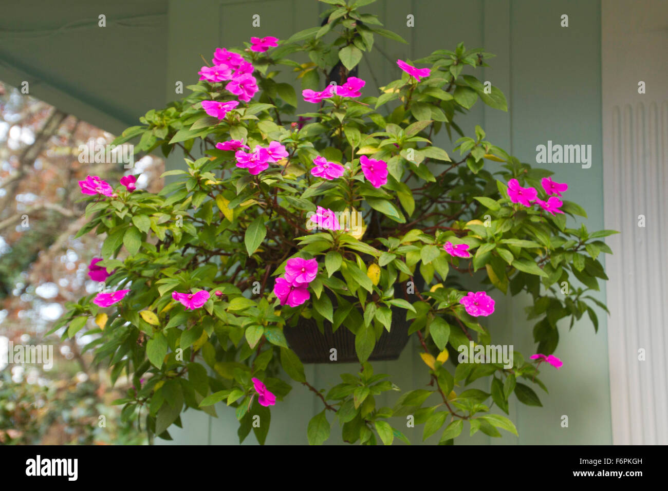 A large, beautiful, lush hanging plant outdoors covered with pink flowers in summer Stock Photo