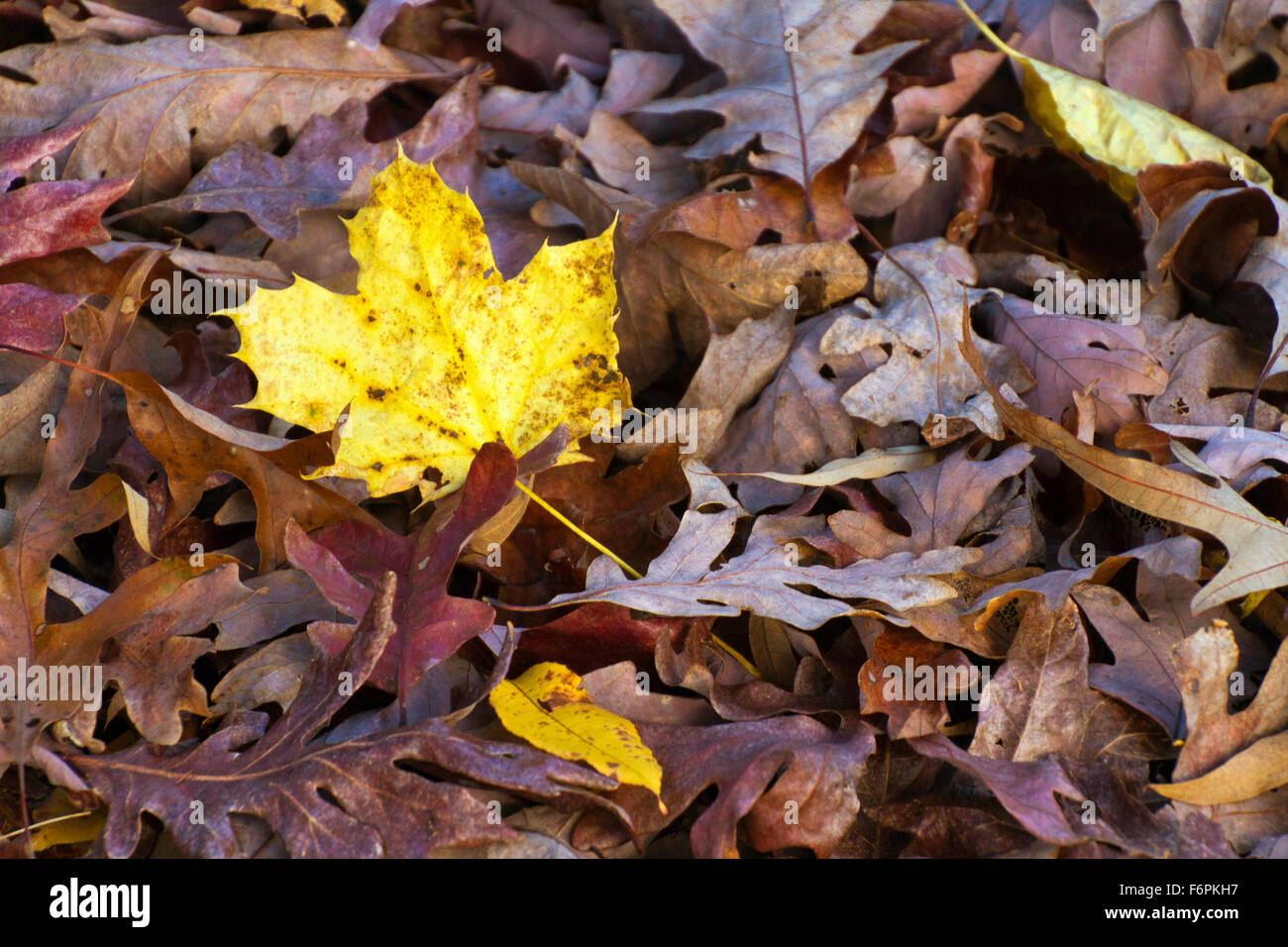 A colorful mix of dry, brown oak tree leaves in autumn with one vivd yellow maple leaf standing out amongst them Stock Photo