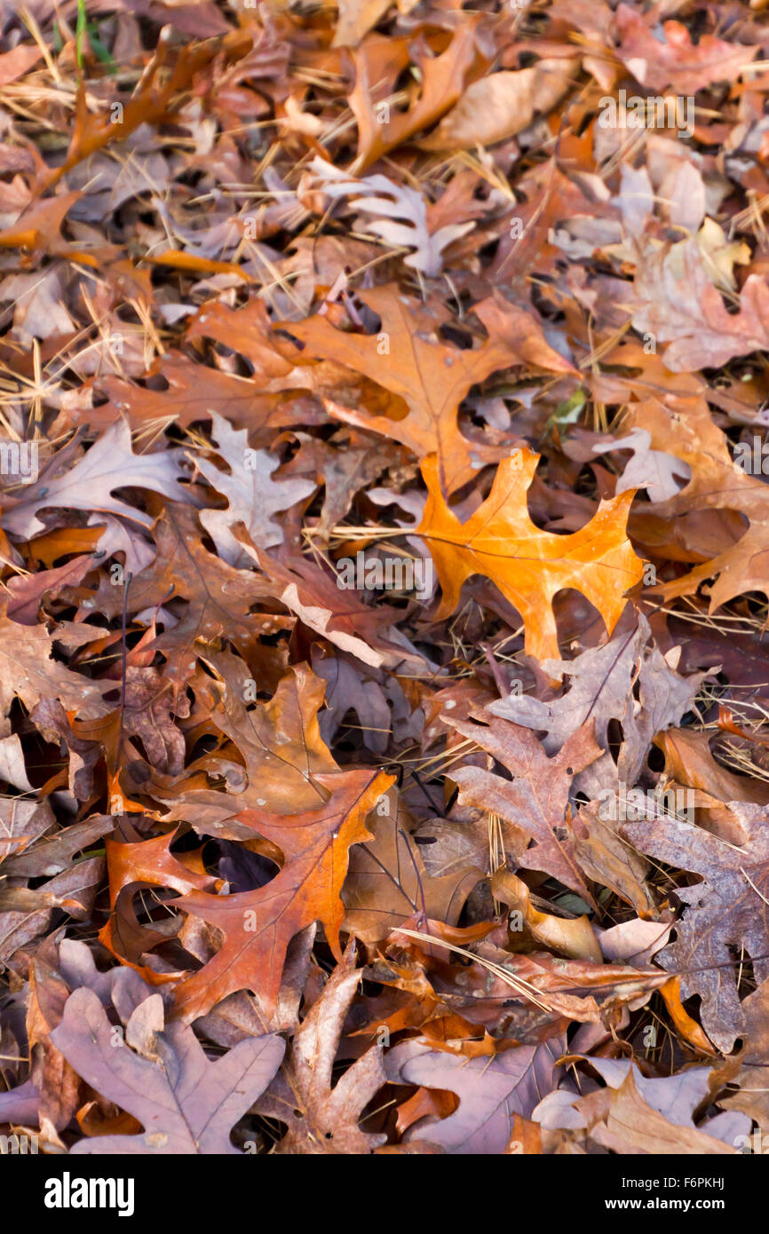 A colorful mixture of dry mixed tree leaves in autumn Stock Photo