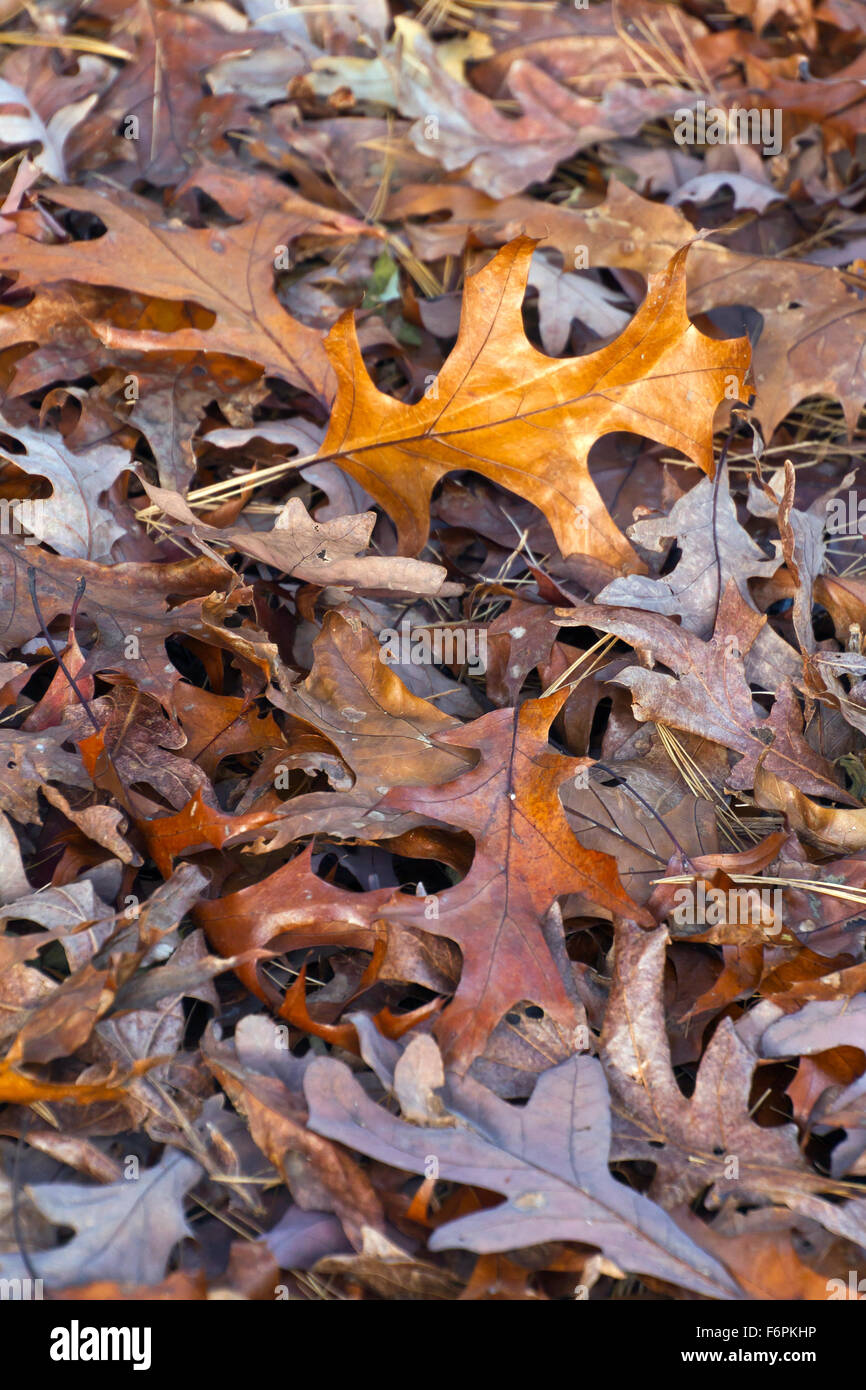 A colorful pile of dry mixed tree leaves in autumn Stock Photo