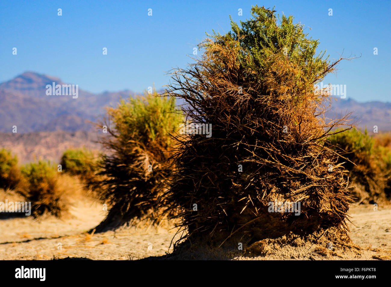 Large arrow-weeds in Devil's Corn field, Death Valley National Park Stock Photo