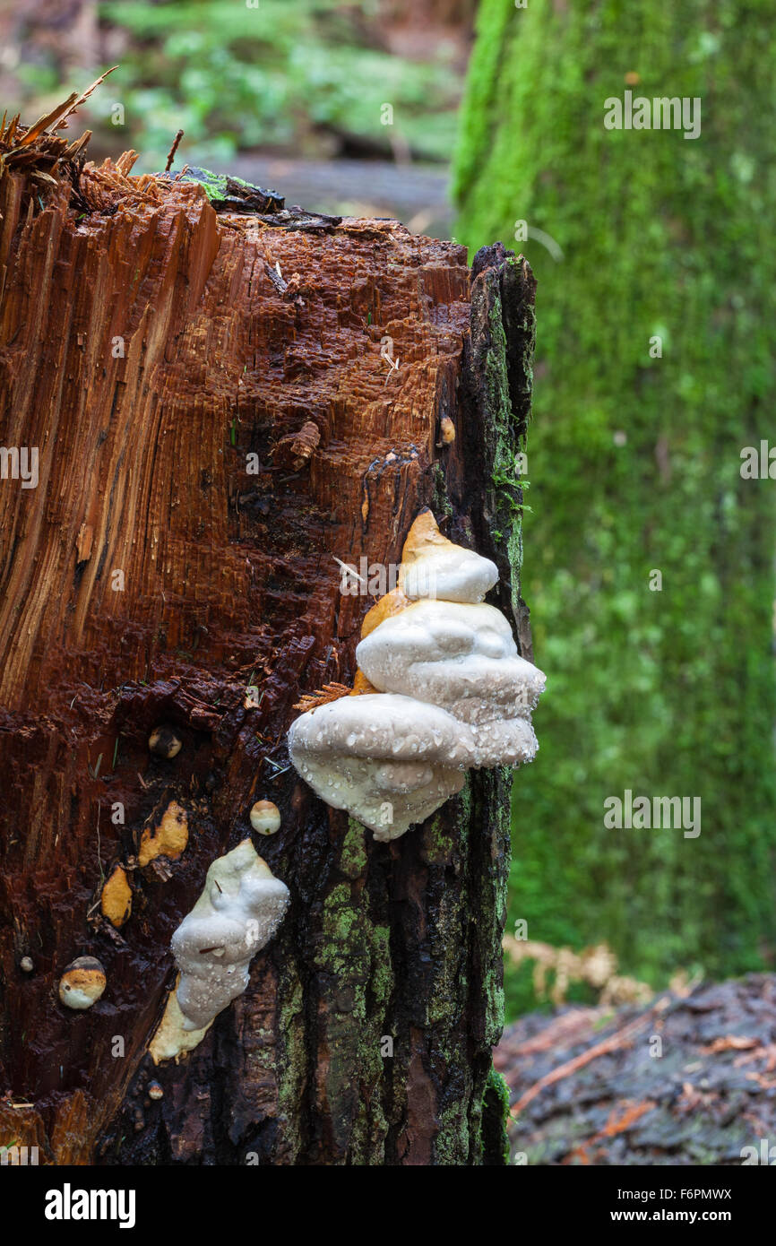 Fungus secreting droplets of moisture growing on a snapped tree trunk in a temperate rain forest Stock Photo