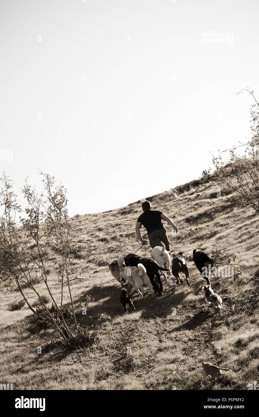 Hiking Ceasr Millan Dog Whisperer famous TV celebrity trainer leading dog pack up grassy hillside Stock Photo