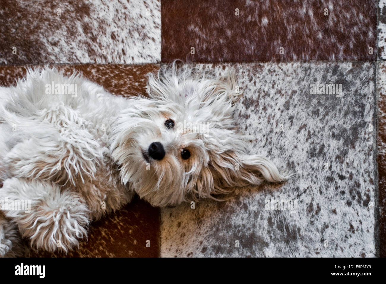 fun light hearted shaggy white mutt dog lay on back eye contact looking up to camera on red white square tiled pony pattern rug Stock Photo
