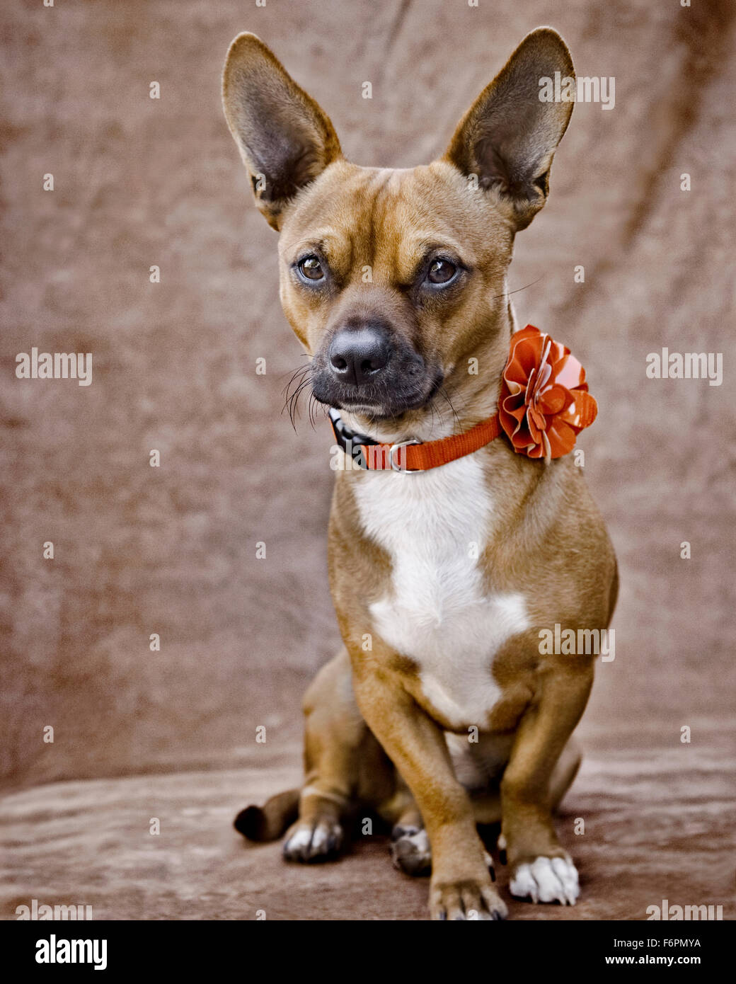 Small brown white Chigi Chihuahua Corgi dog huge ears sitting with furrowed brow and red flower collar plain fabric backdrop Stock Photo