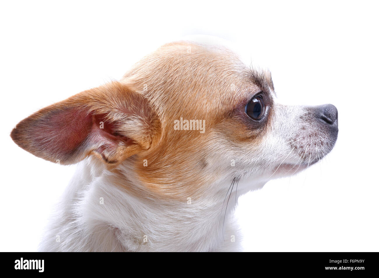 Nice chihuahua dog portrait on white background Stock Photo Alamy