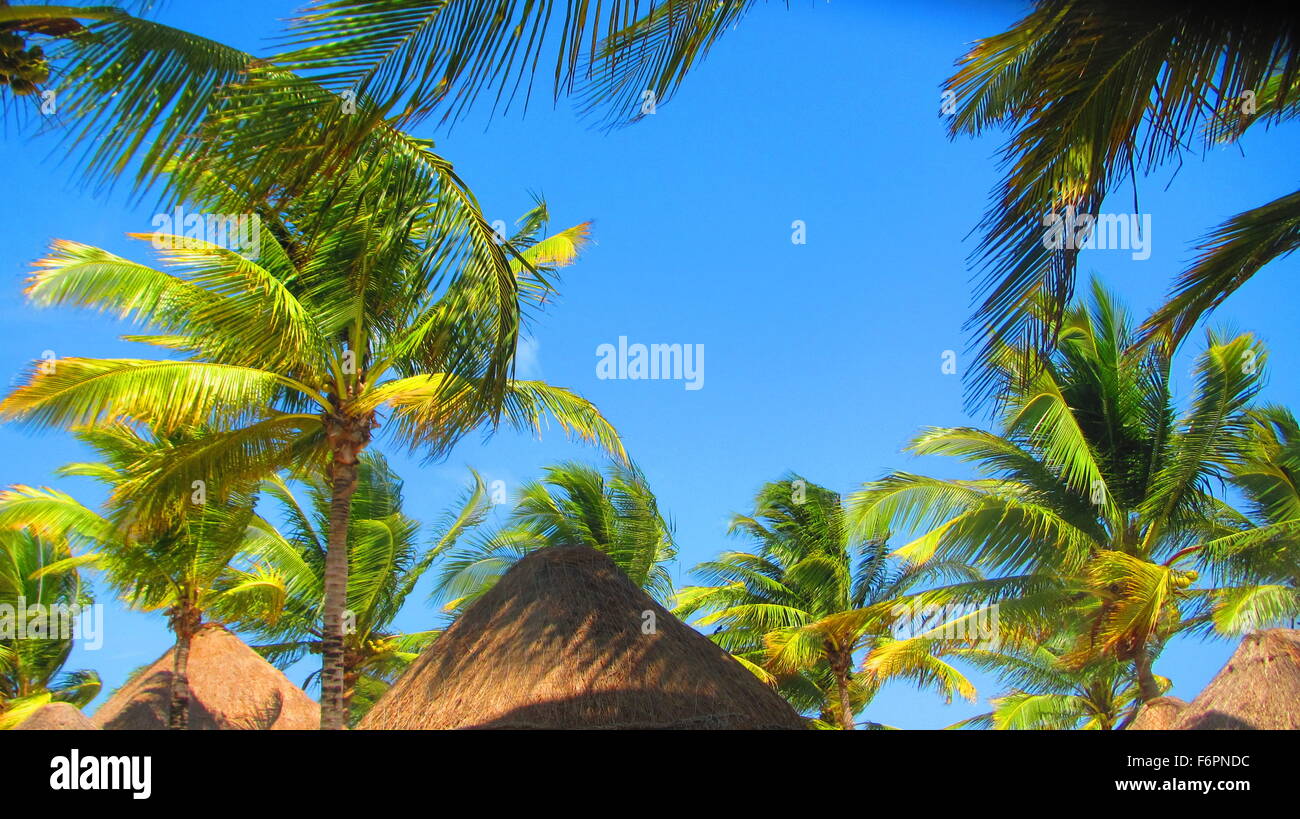 Beautiful palm trees and blue skies in the Riviera Maya of Mexico Stock Photo