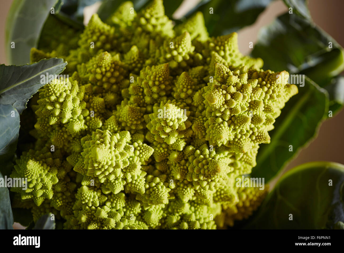 Romanesco Broccoli Stock Photo