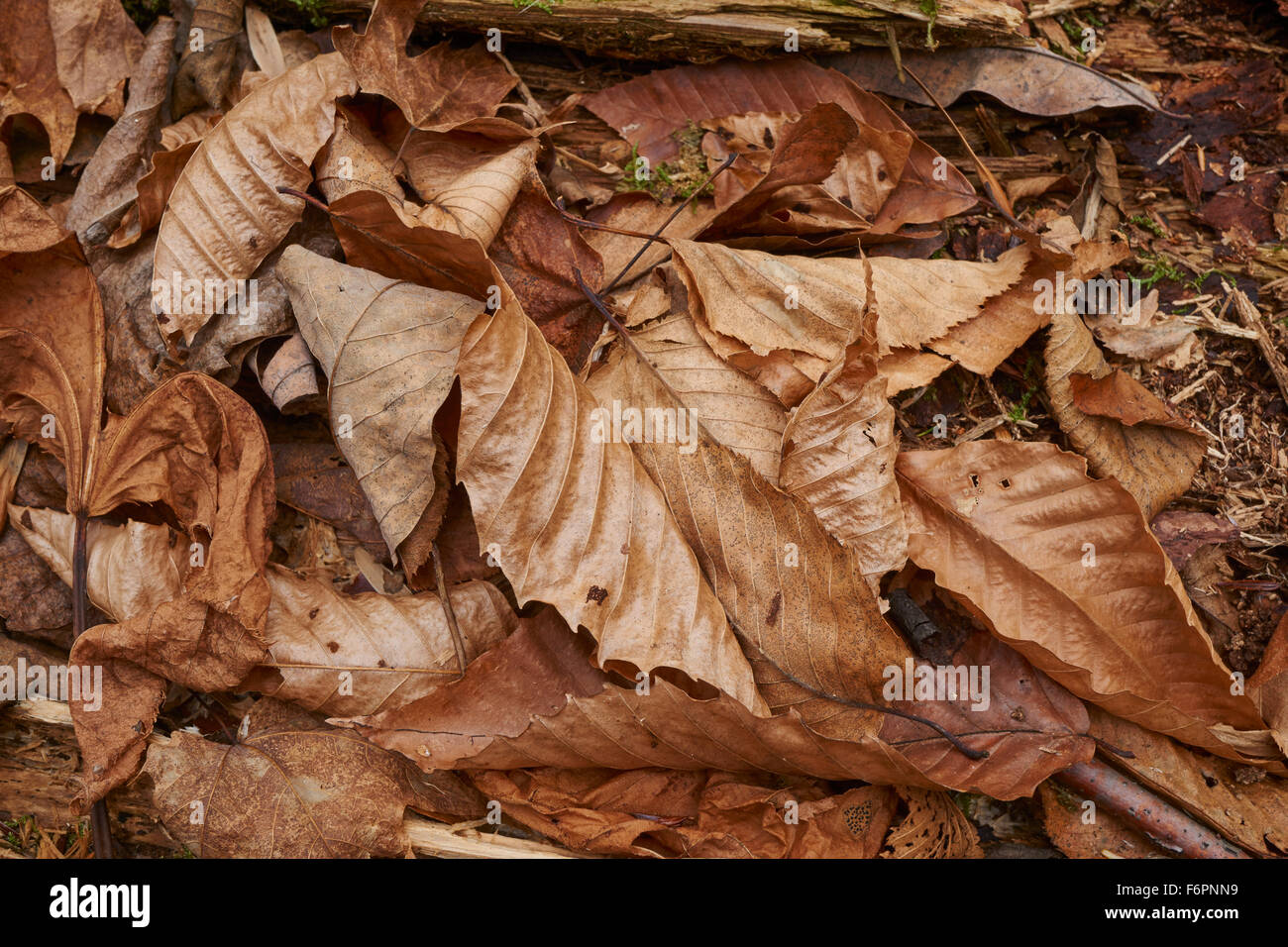 fallen leaves, late autumn, Endless Mountains, Pennsylvania, USA Stock Photo