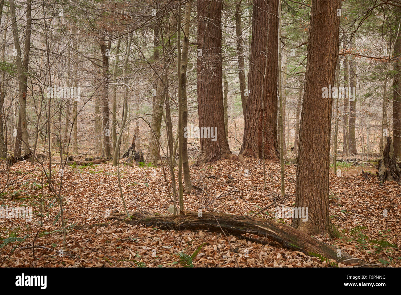 Hemlock Forest, Ricketts Glen State Park, Benton, Pennsylvania, USA Stock Photo