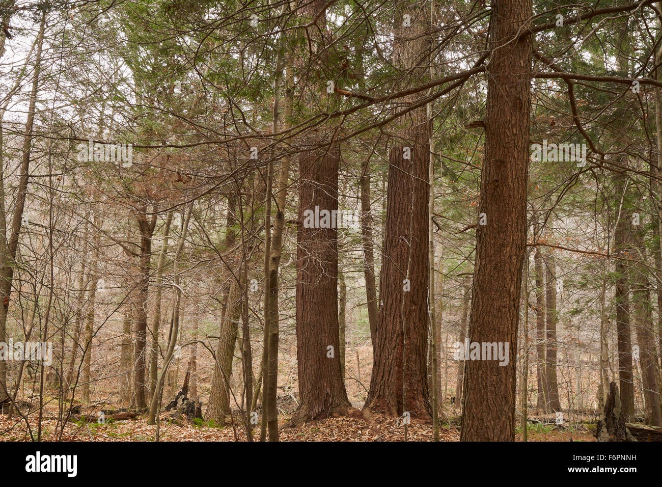 Hemlock Forest, Ricketts Glen State Park, Benton, Pennsylvania, USA Stock Photo