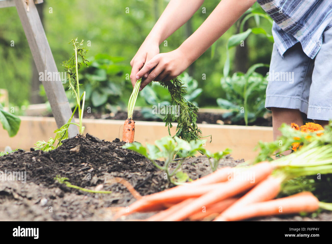 Caucasian boy picking carrots in garden Stock Photo