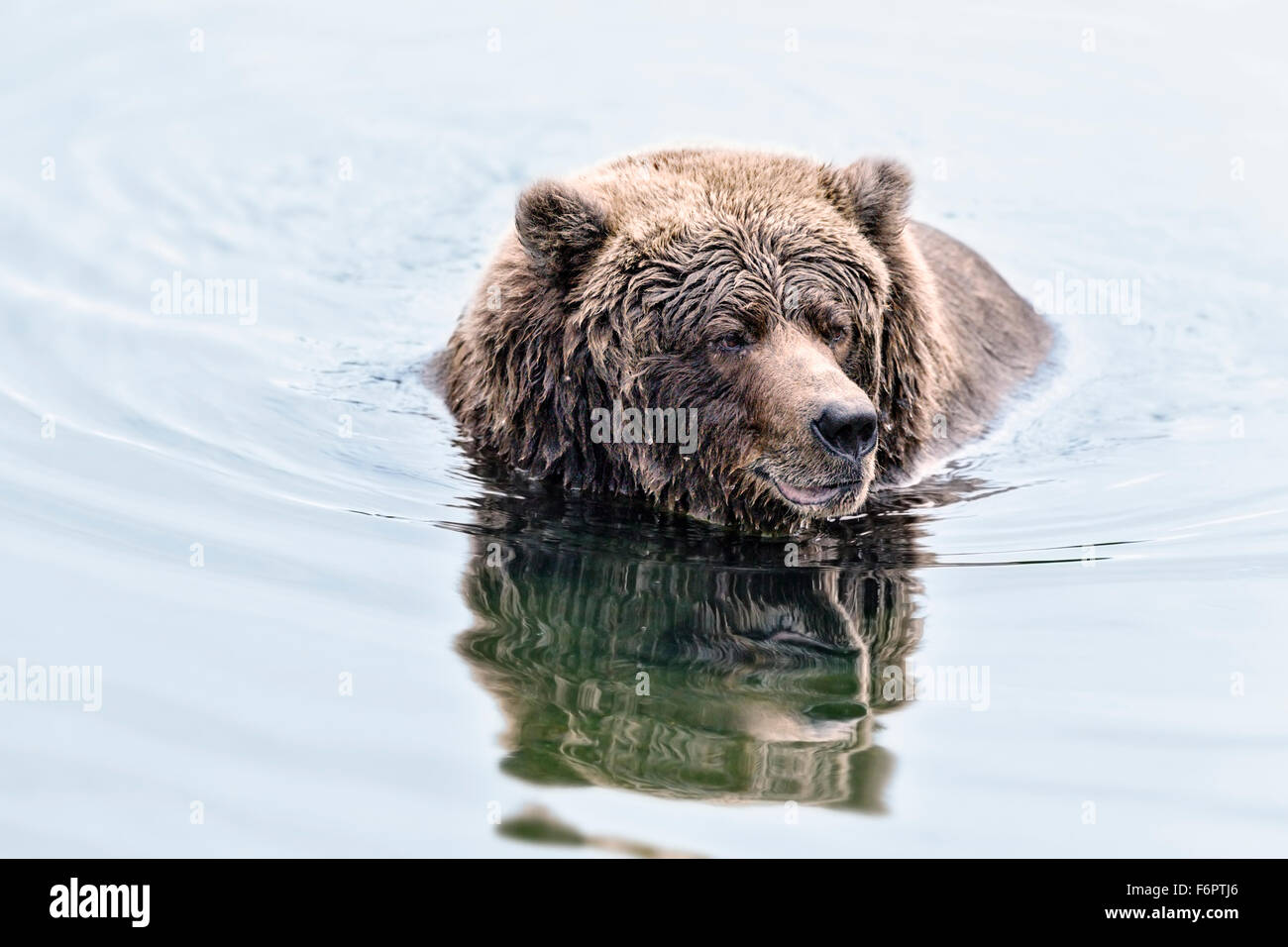 Coastal Brown Bear Fishing For Salmon in Katmai National Park, Alaska Stock Photo