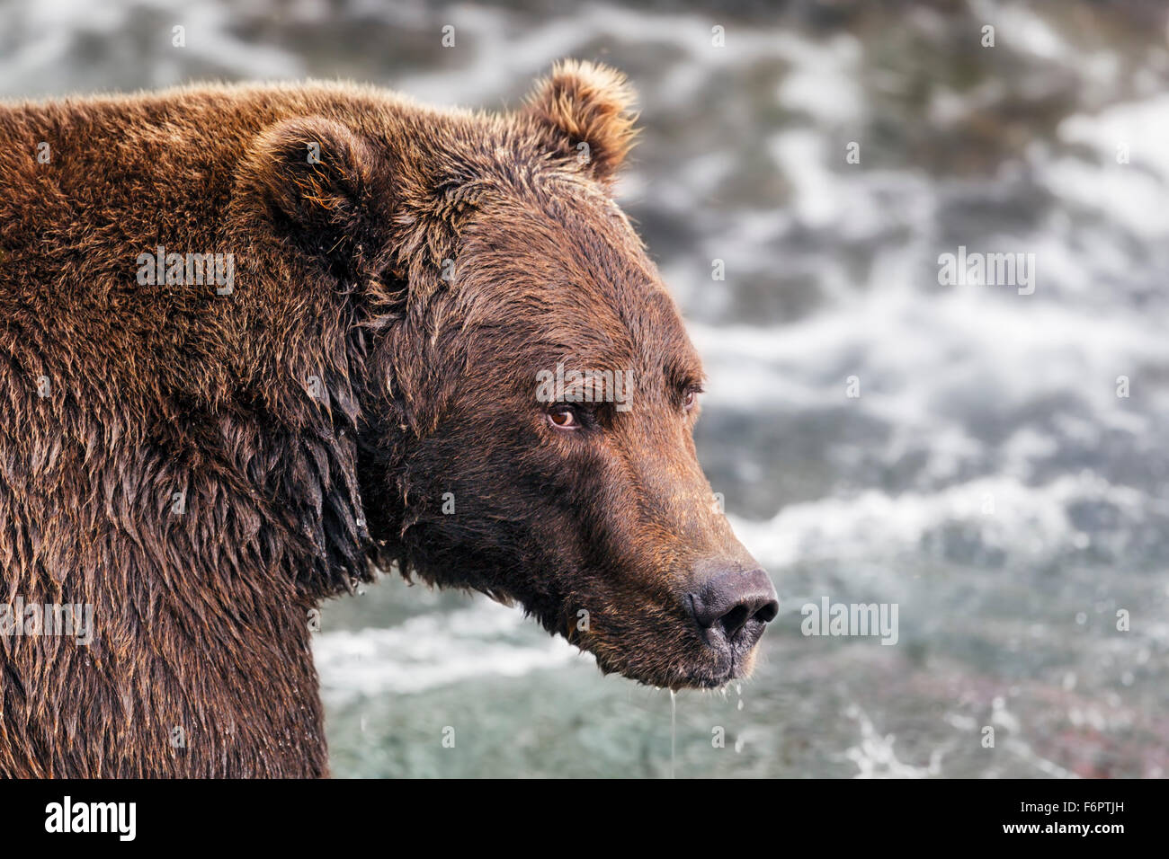 Coastal Brown Bear fishing for Salmon beneath Brooks Falls Stock Photo