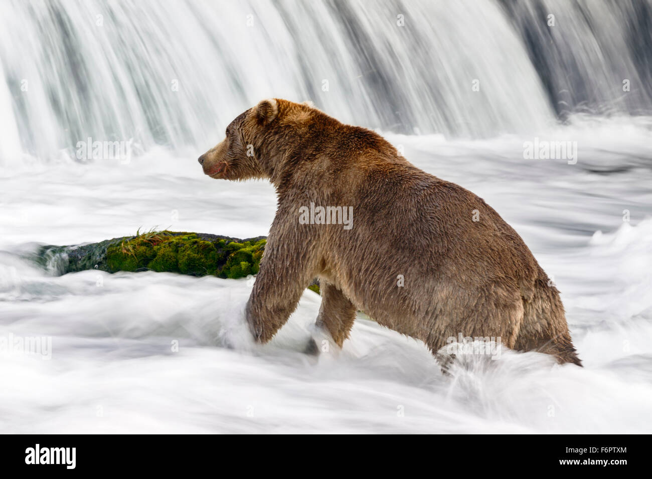 A subadult brown bear in his fishing spot beneath Brooks Falls: salmon fishing requires patience, persistence and perseverance Stock Photo