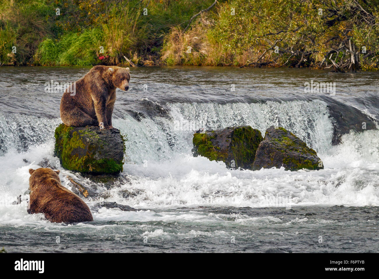 A young male brown bear sits on one of the rocks by Brooks Falls as he prepares to return to his fishing spot Stock Photo