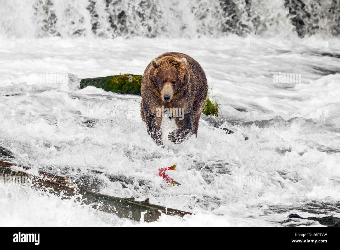 A subadult male brown bear chases a Sockeye salmon as it flees beneath Brooks Falls Stock Photo