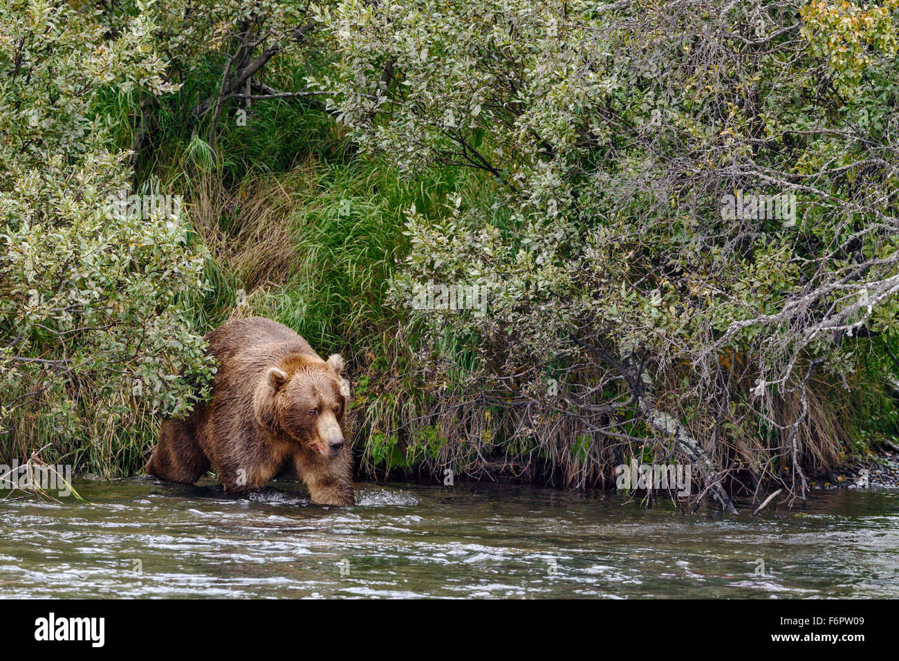 A subadult male brown bear returns from the riverbank after feeding on a freshly caught salmon, Brooks Falls Stock Photo