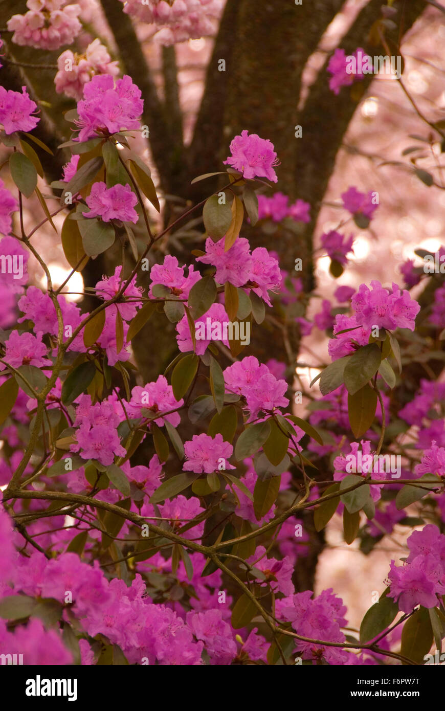 Azaleas Bloom Stock Photos & Azaleas Bloom Stock Images - Alamy