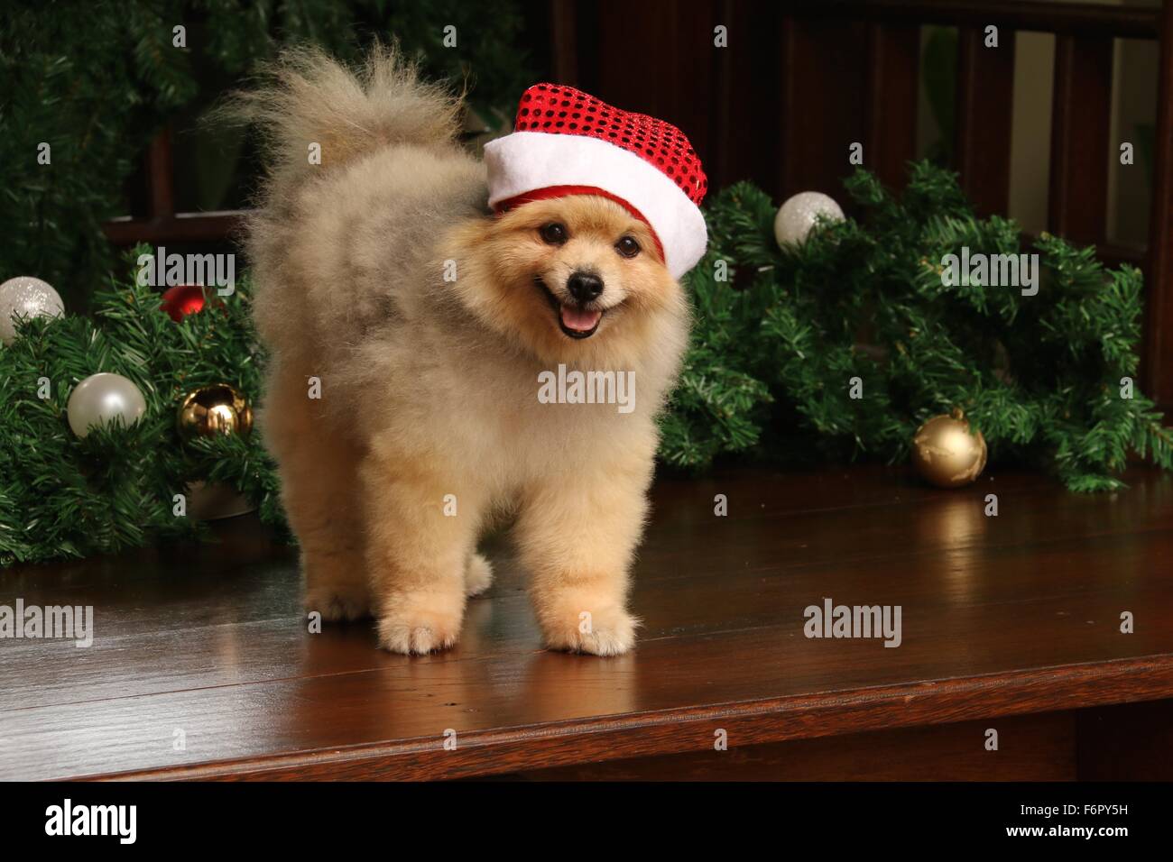 Happy Pomeranian dog wearing santa hat is posing among festive Christmas decoration Stock Photo