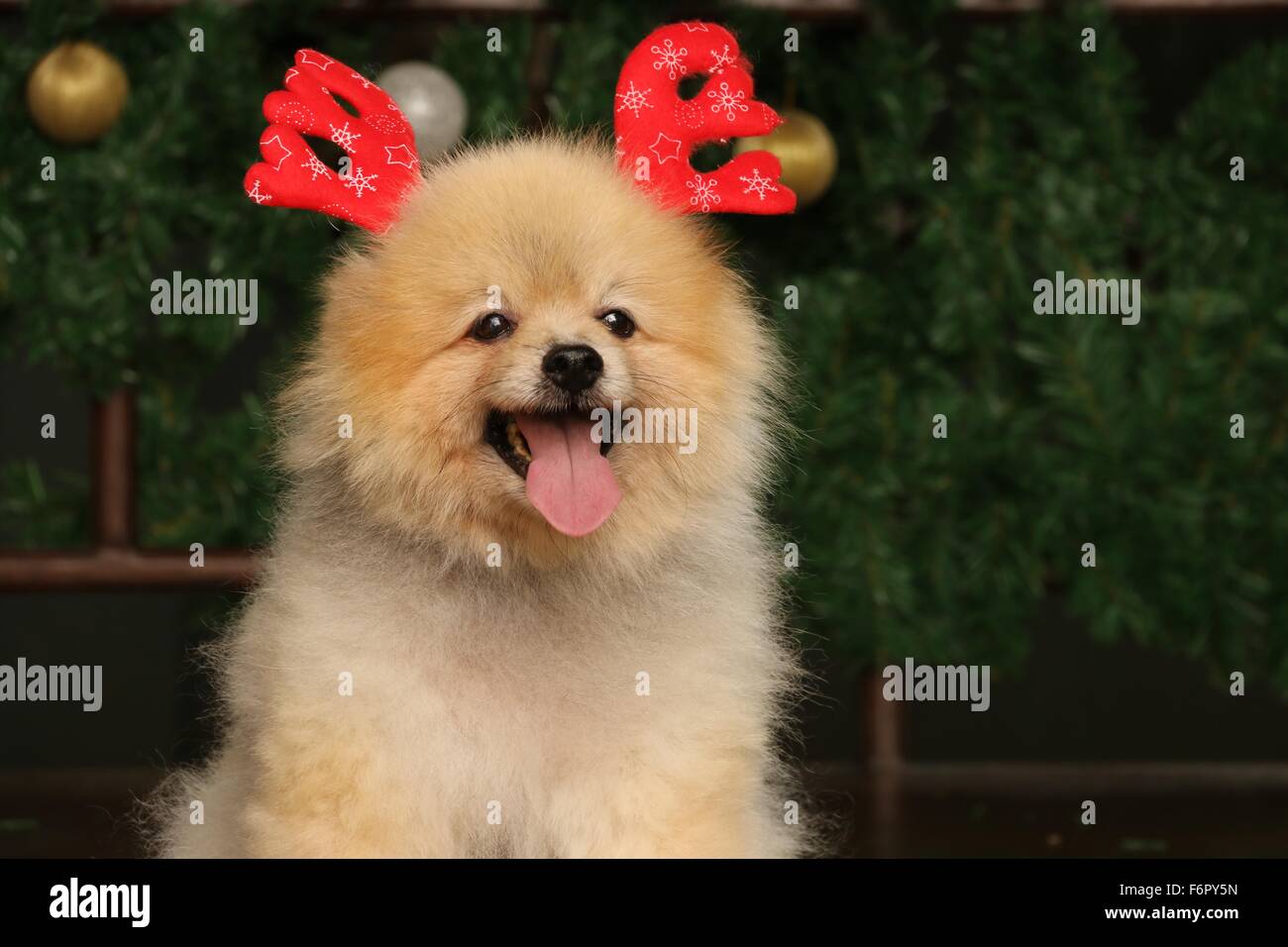 Happy Pomeranian dog happily wearing bandeau of artificial antler Stock Photo