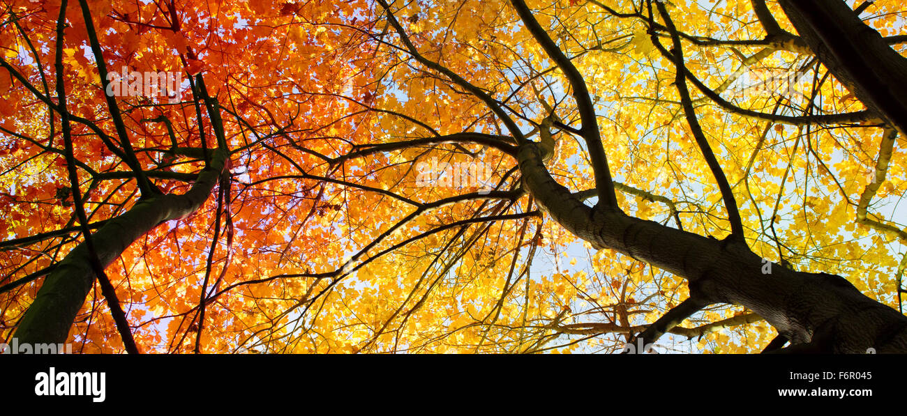 Red autumn dry leaves hi-res stock photography and images - Alamy