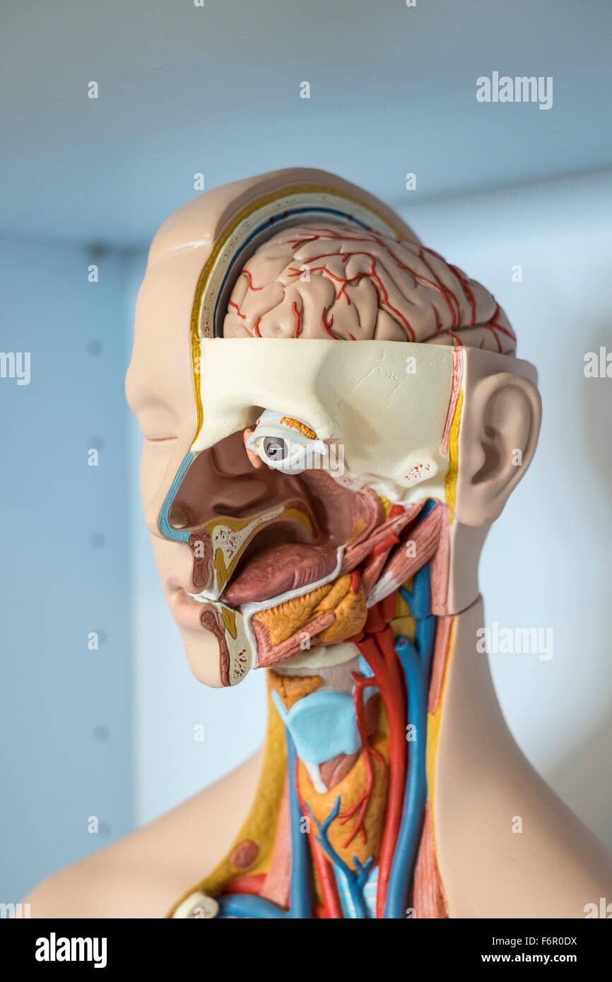 human anatomy medical model anatomical biology Stock Photo