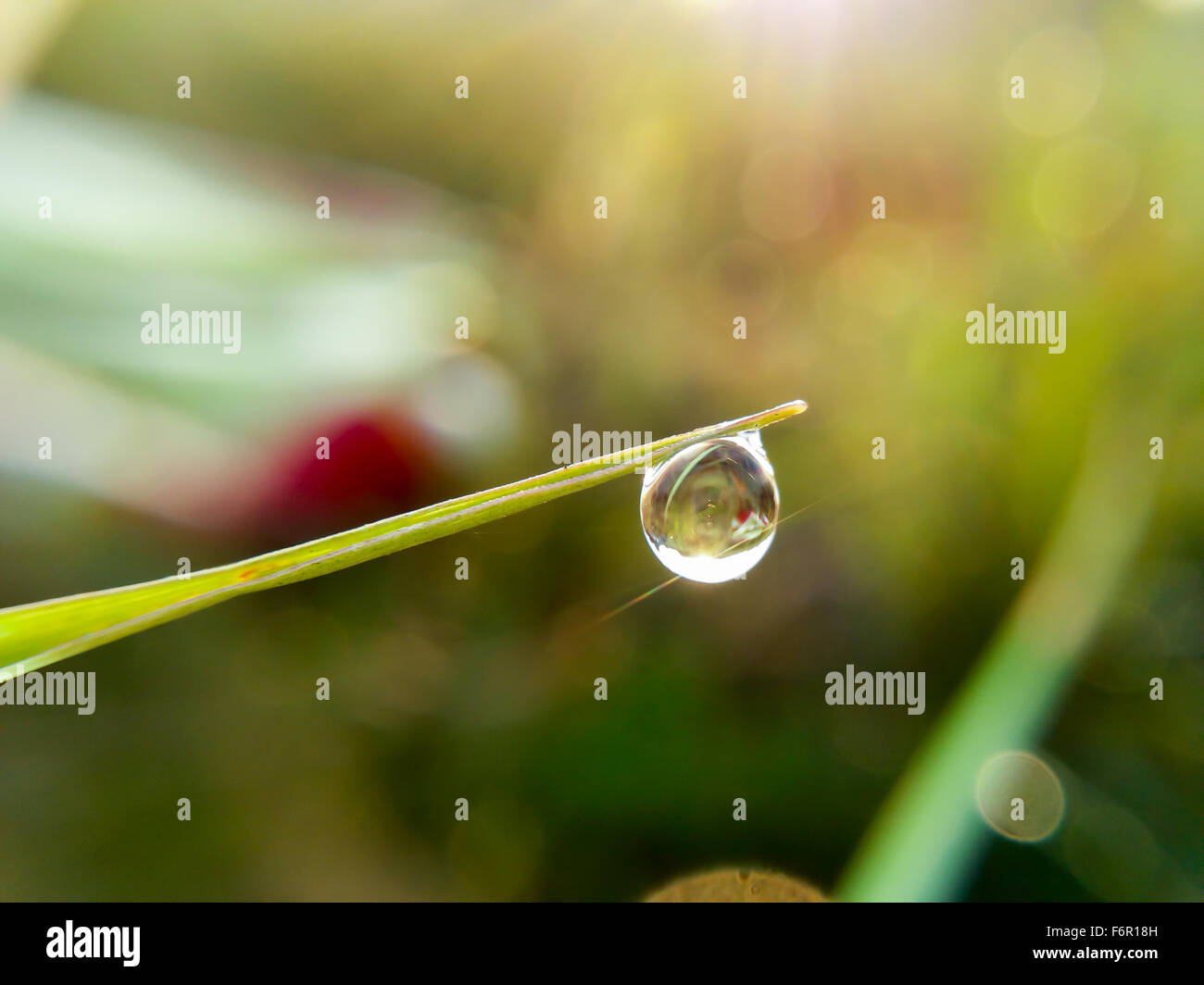 close up water drop on grass Stock Photo