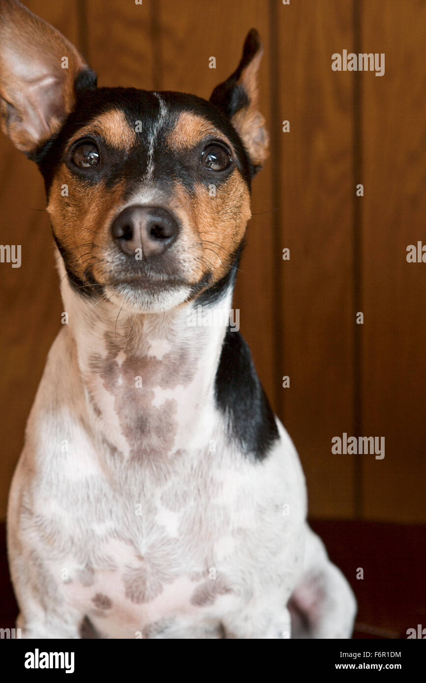 forward facing stoic tricolor Jack Russell Terrier sitting with eye contact in home in front of wood paneling background Stock Photo