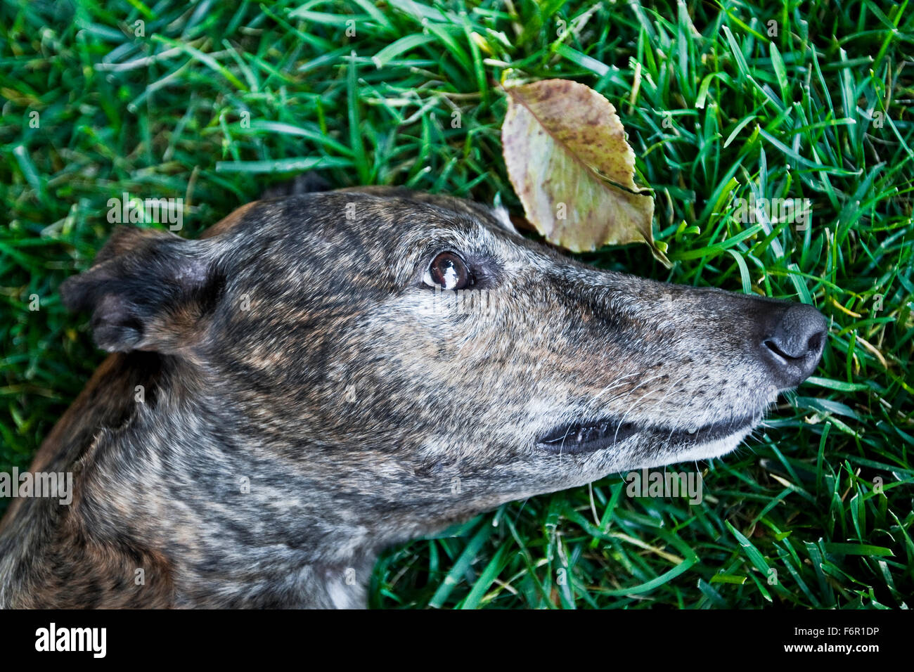 close up profile head of brindle Greyhound dog laying peacefully in rich long green grass with one single leaf Stock Photo