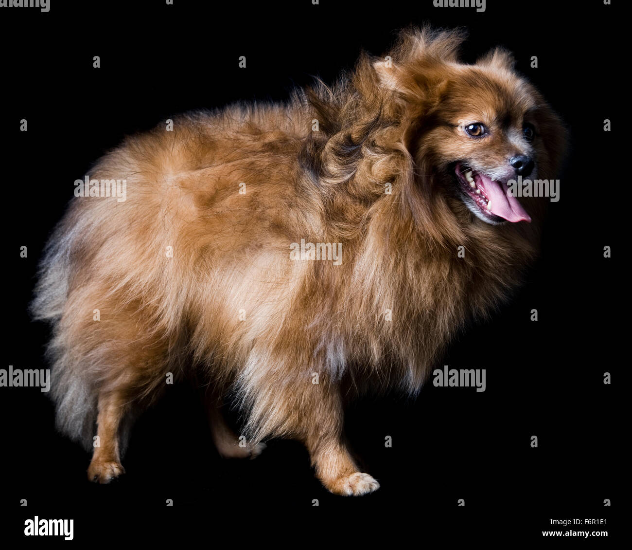Wind blown smiling brown Pomeranian dog standing in studio on black background Stock Photo