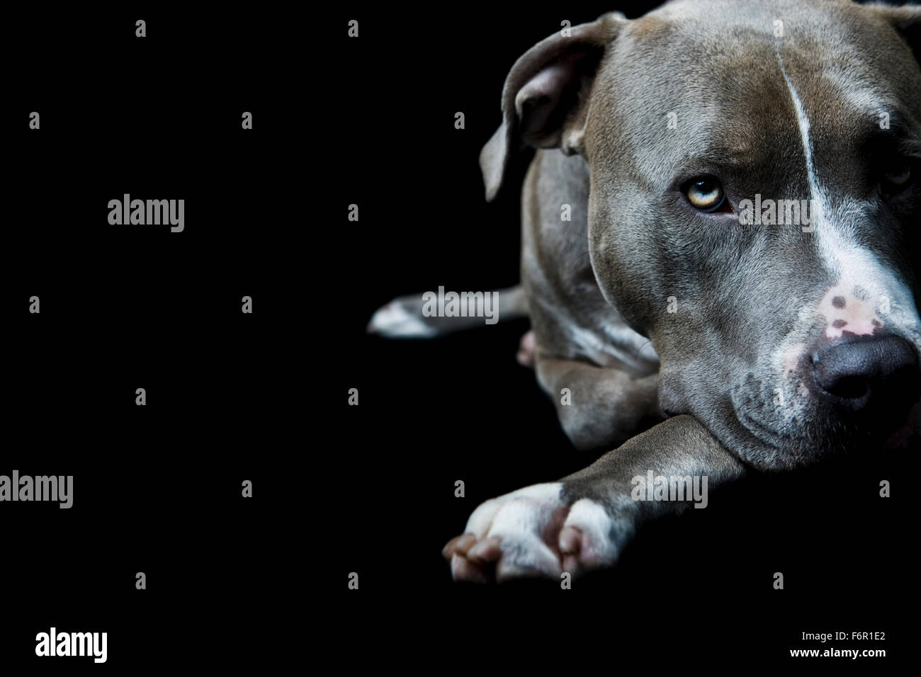 Close up face of Blue Pitbull dog laying down facing camera with eye contact on black background in studio Stock Photo