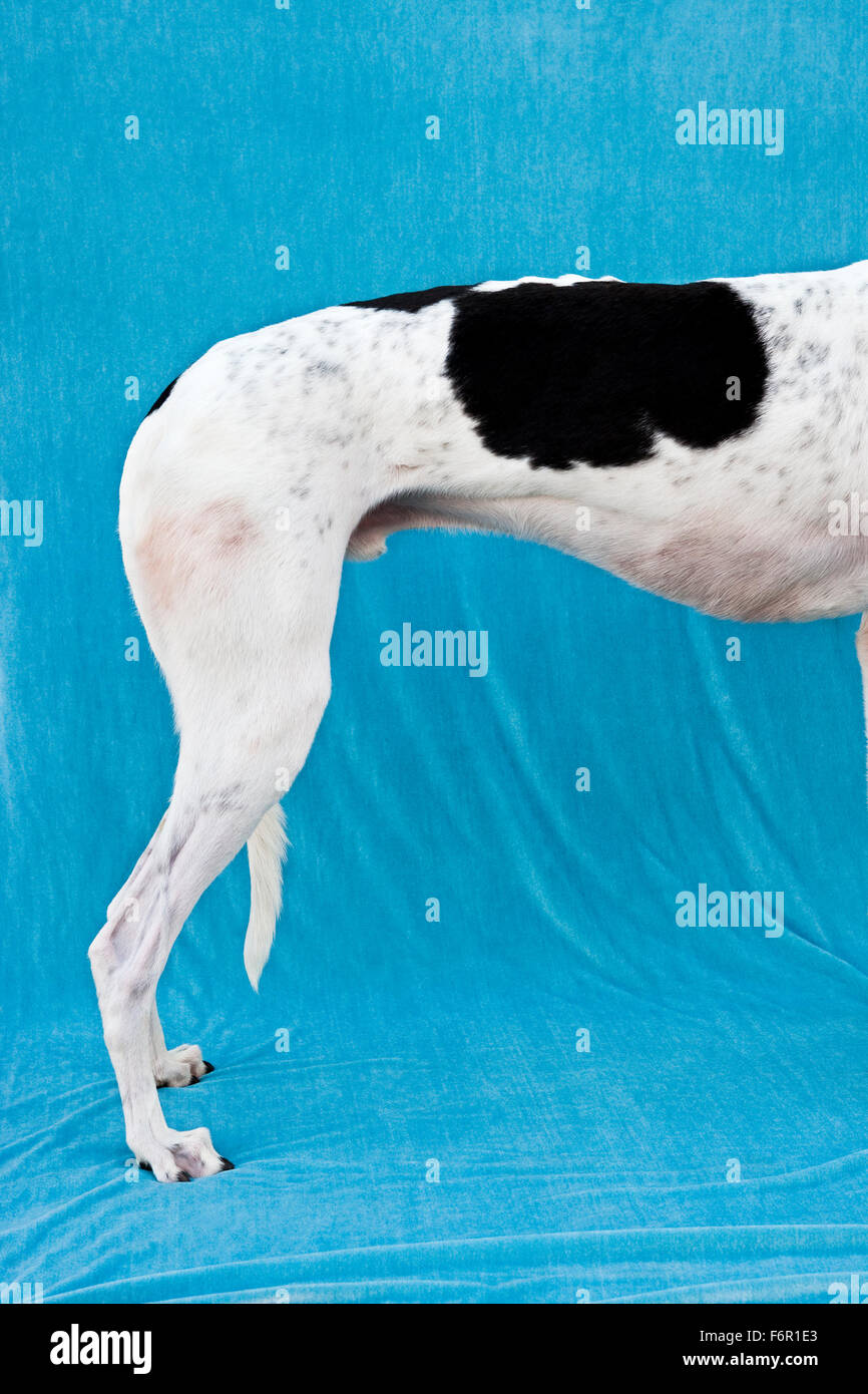 Hind quarter of black and white Greyhound standing profile against sweeping blue fabric background Stock Photo