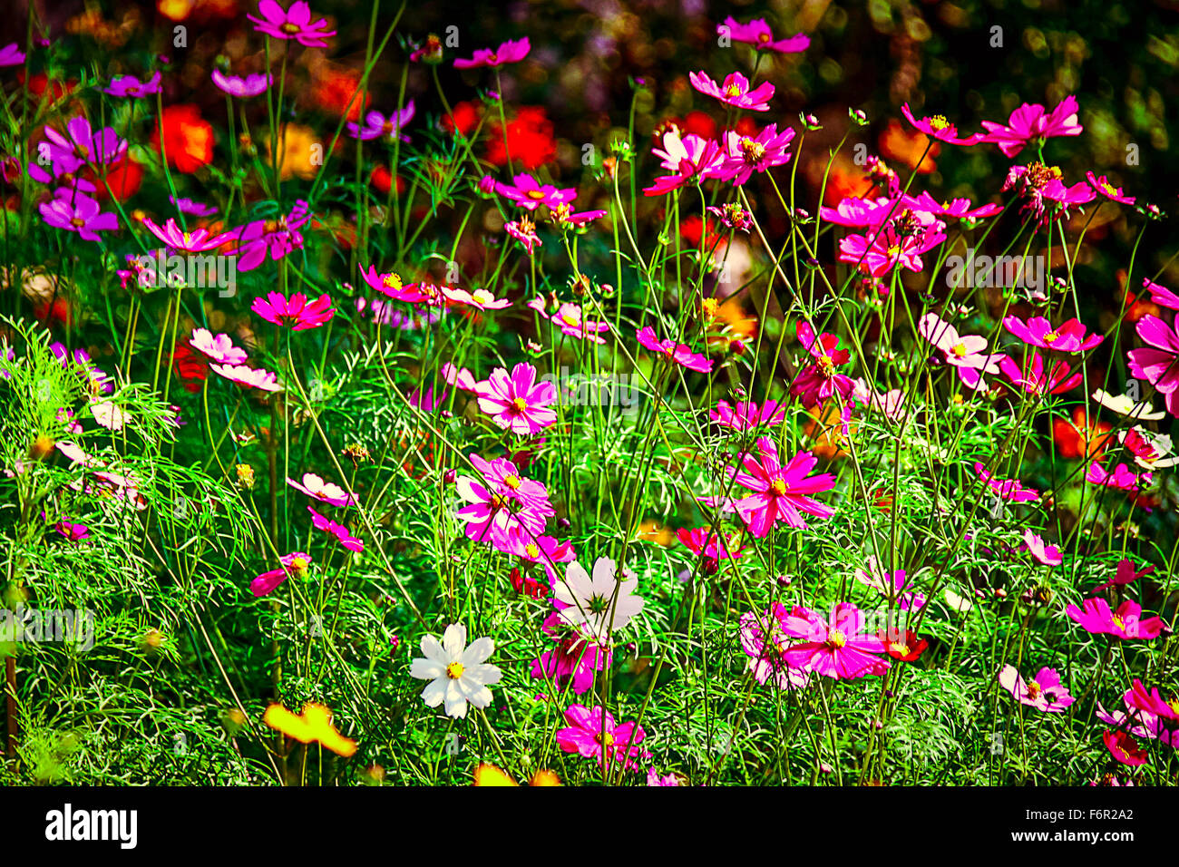 beautiful Vintage flower in the garden Stock Photo - Alamy