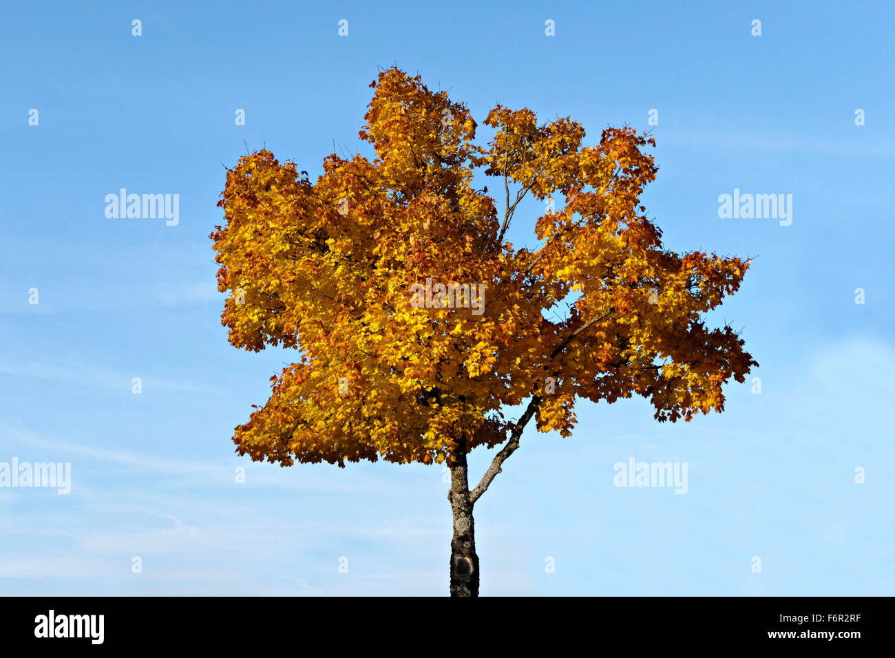Golden Maple Tree High Resolution Stock Photography And Images Alamy