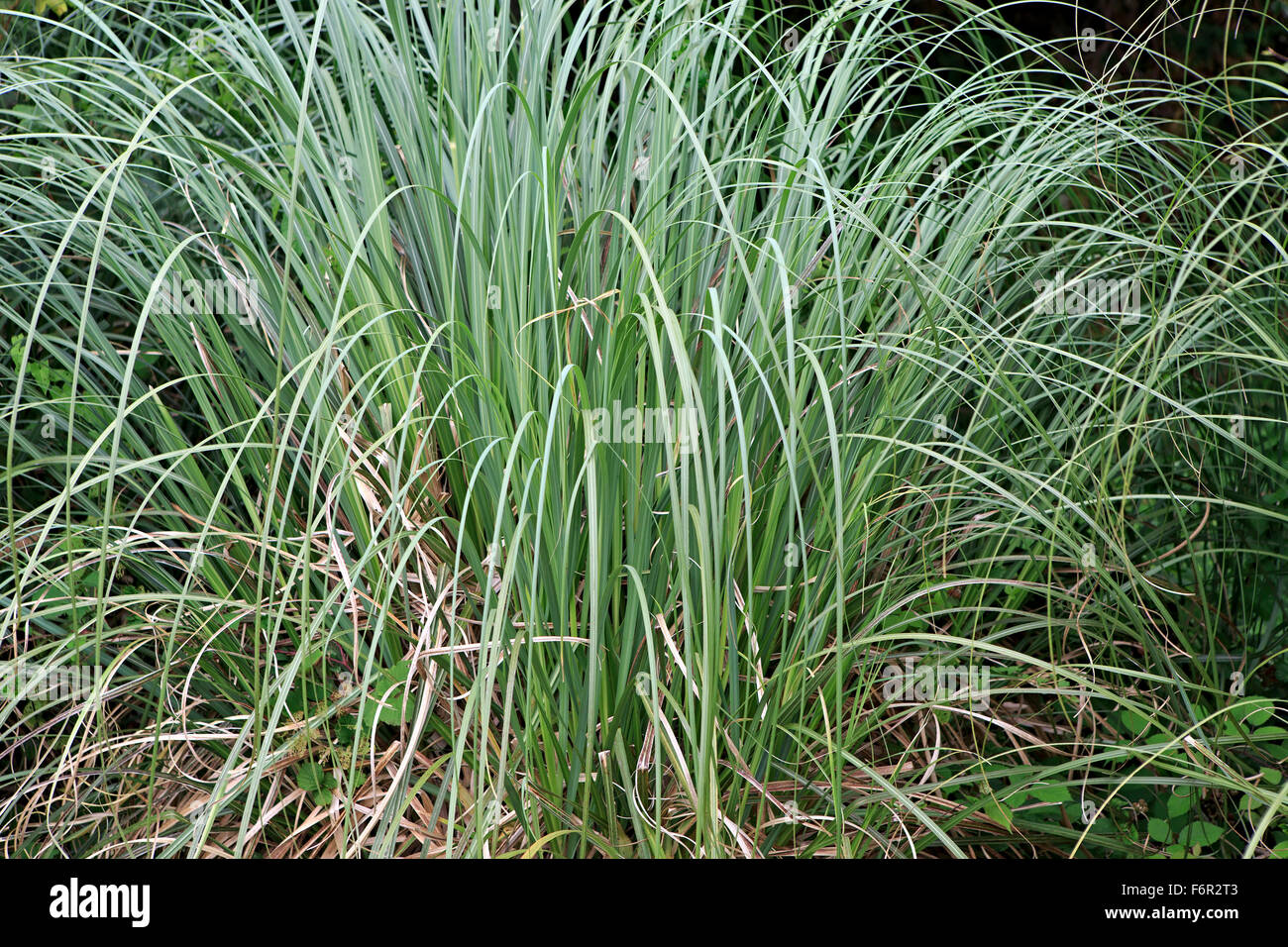 Carex is grassy plants in the family Cyperaceae Stock Photo