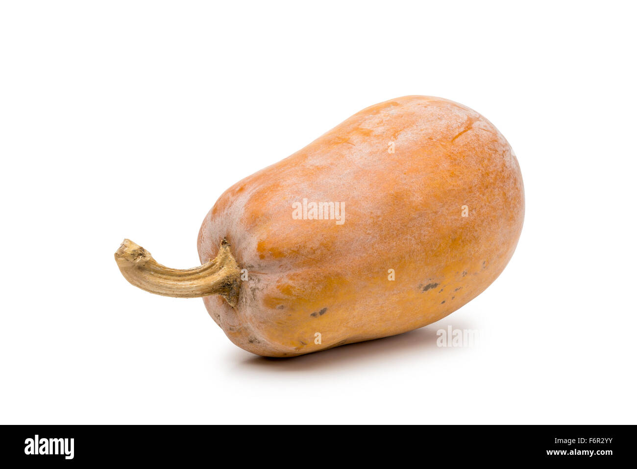 Pumpkin, hybrid Cucurbita Moschata  also known as Butternut Squash, isolated on white background Stock Photo