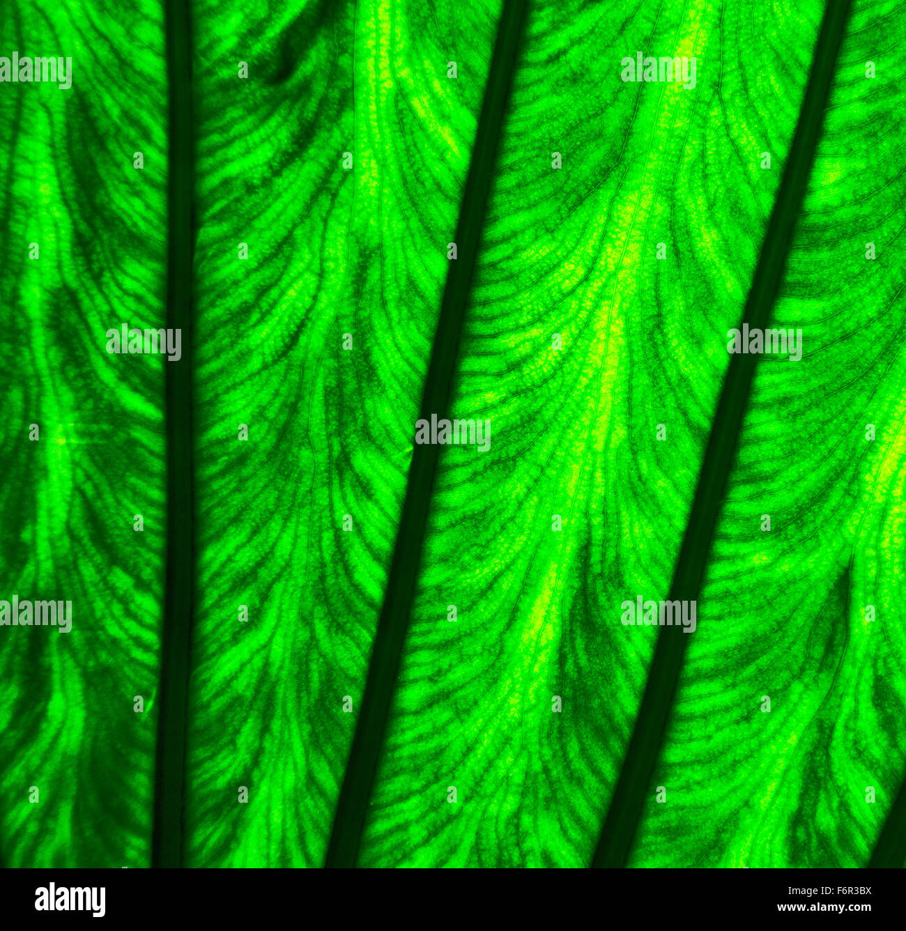 abstract leaf and his veins background macro close up of a green black ...