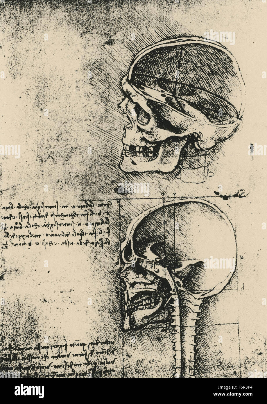 Leonardo da Vinci - Drawing of a skull in profile with cranium removed Stock Photo