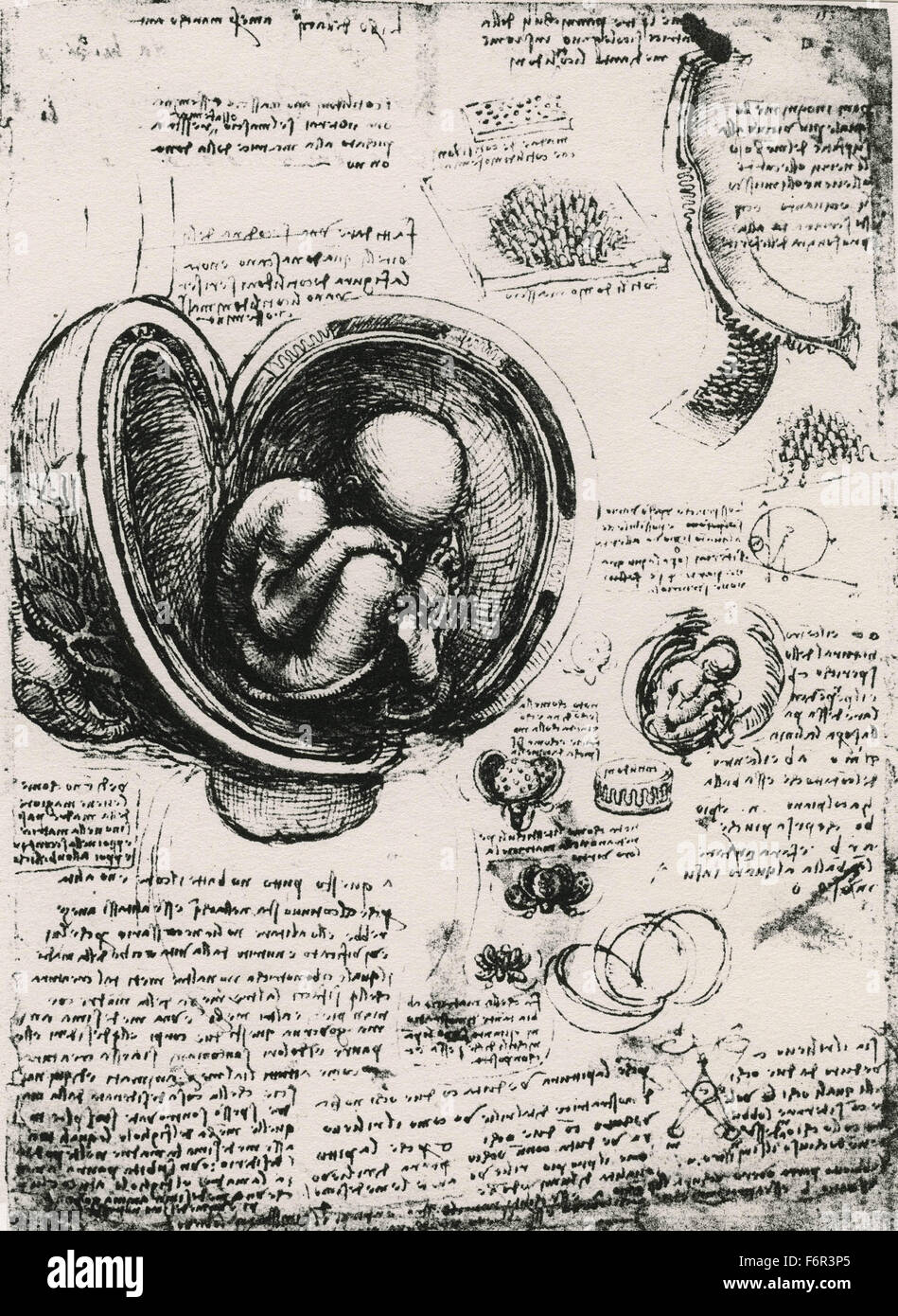 Leonardo da Vinci - Drawing of a foetus in utero Stock Photo