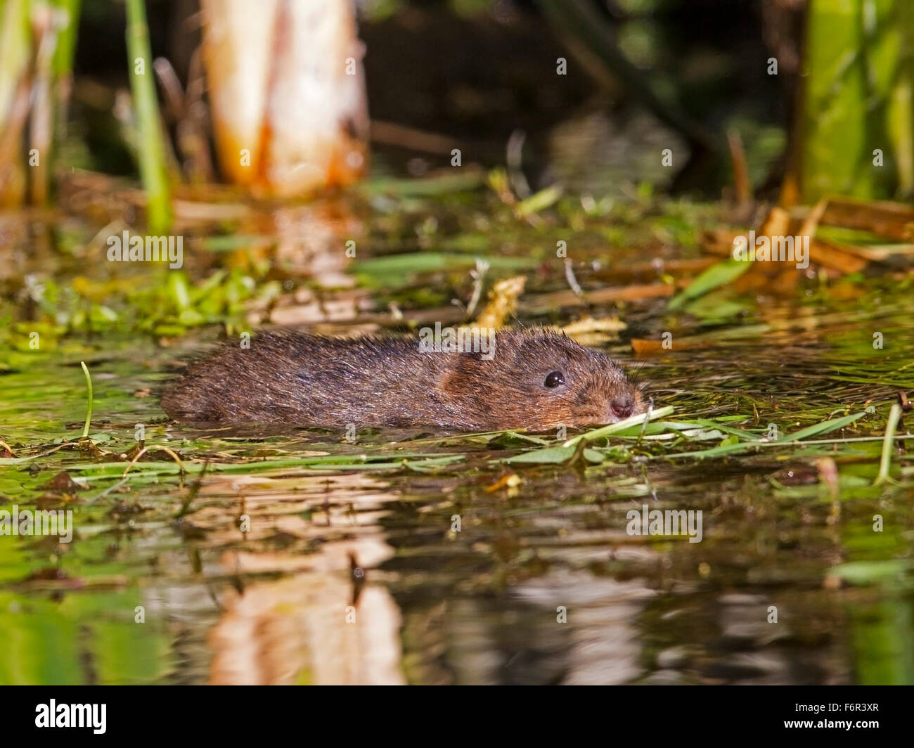 Water vole swimming hi-res stock photography and images - Alamy