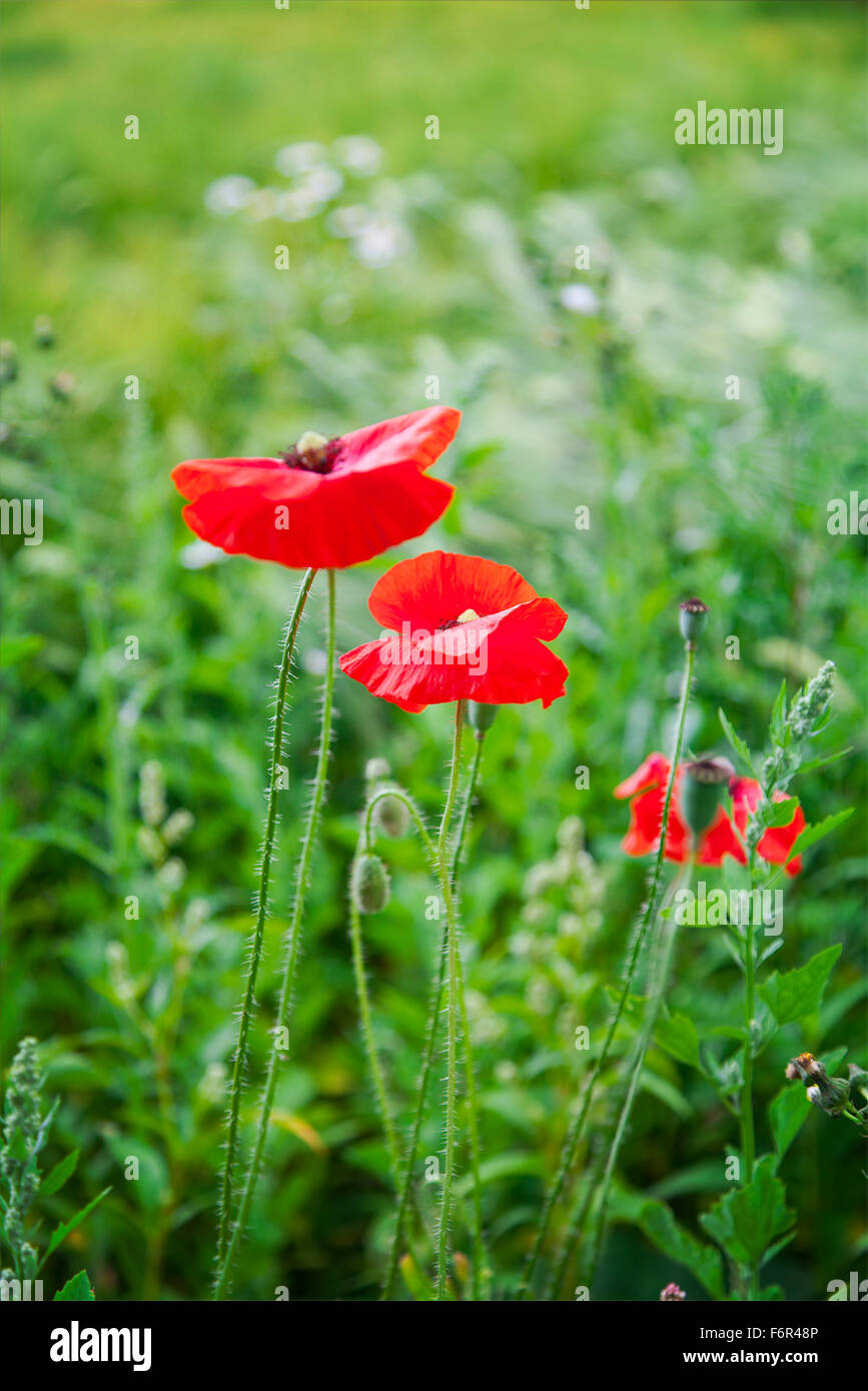 Field poppy garden hi-res stock photography and images - Alamy