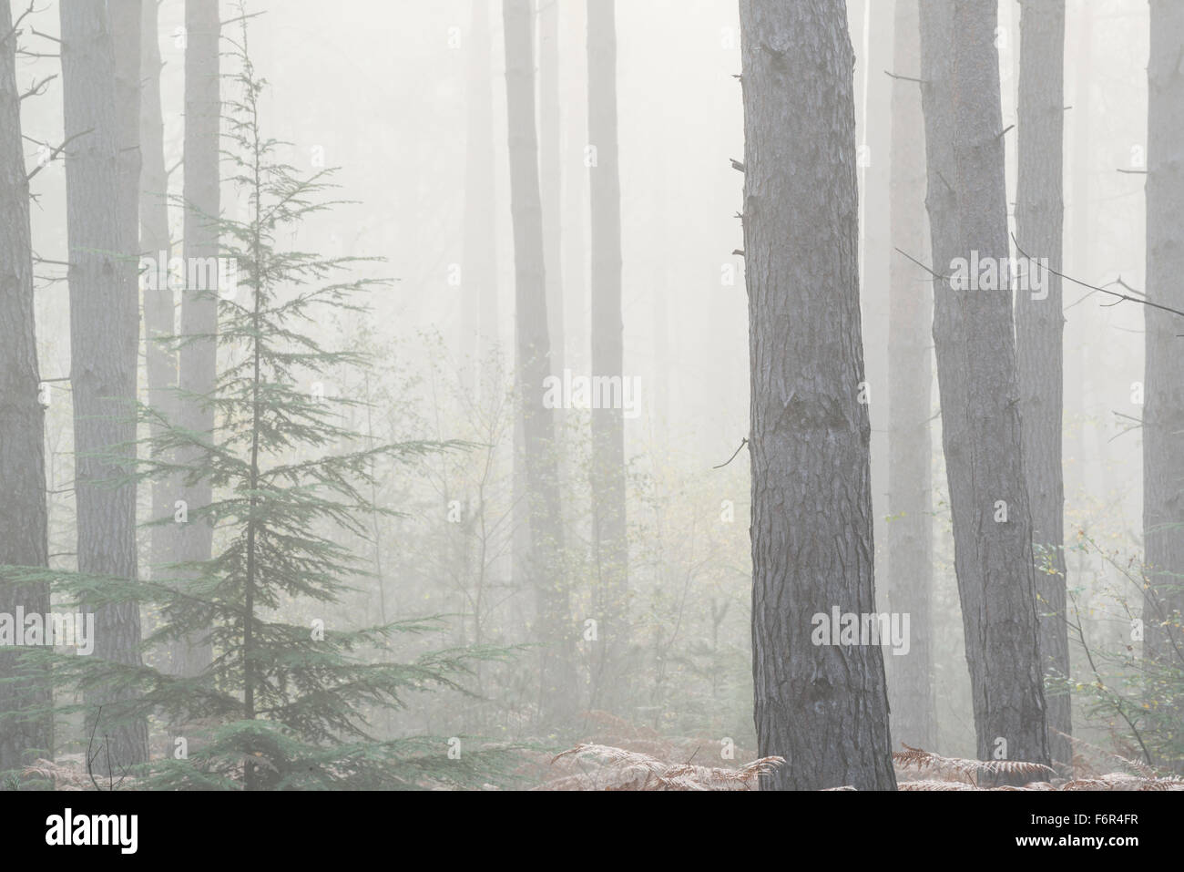 Foggy pine trees hi-res stock photography and images - Alamy