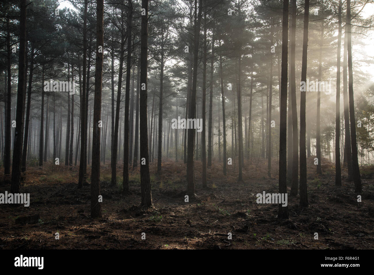 Autumn Fall landscape foggy morning in pine forest Stock Photo - Alamy