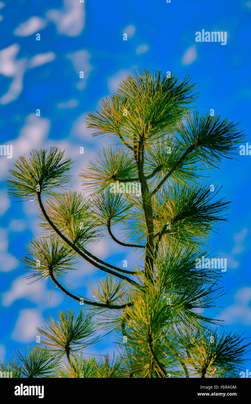 Low angle view of tree under blue sky Stock Photo - Alamy