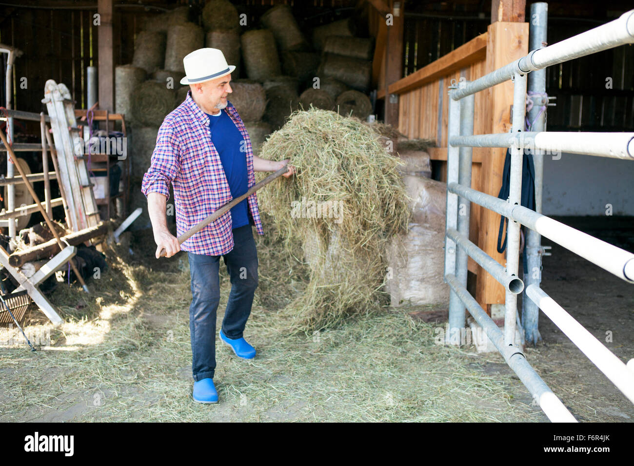 Senior man in stable carrying hay Stock Photo