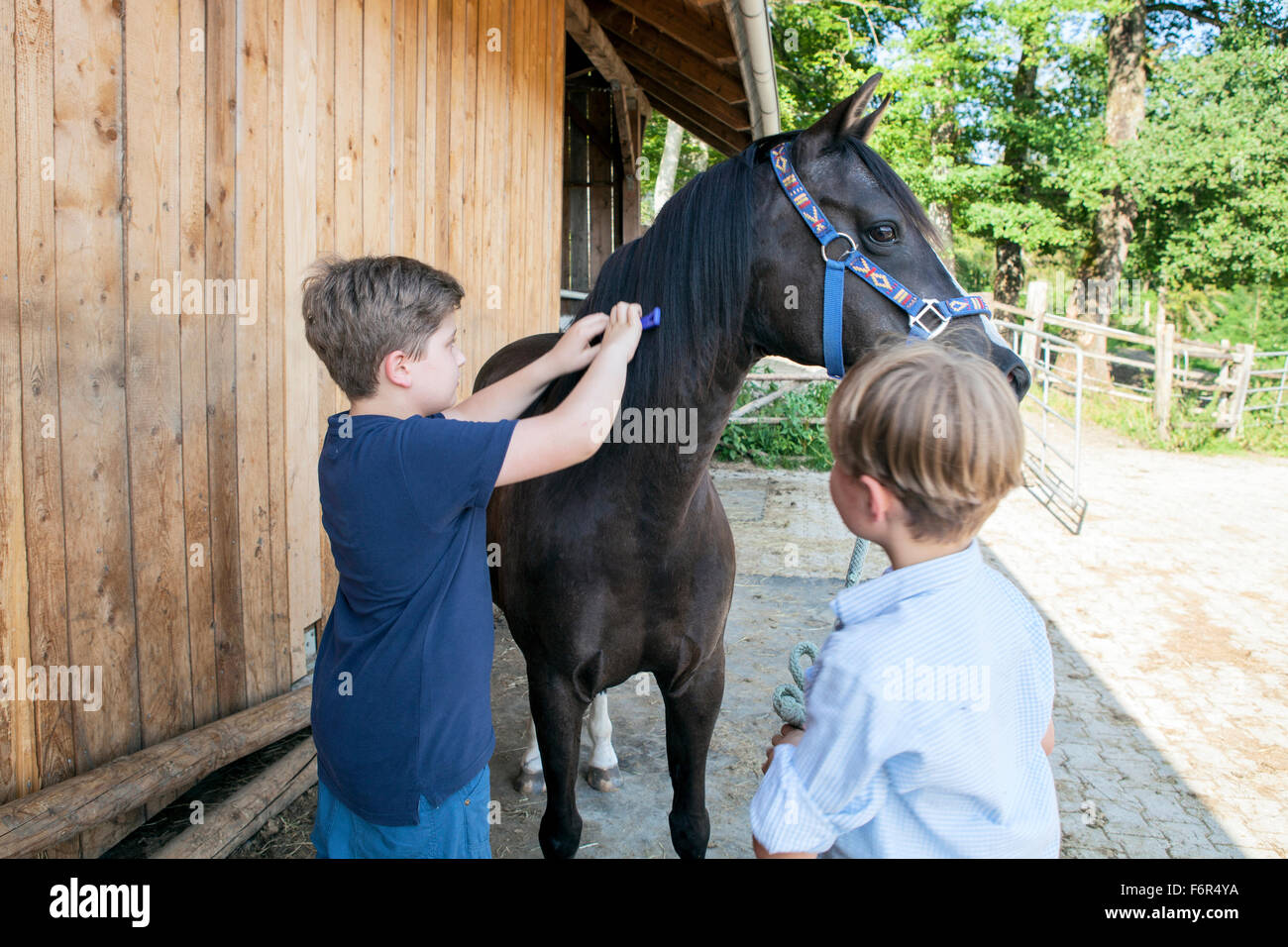 Two boys grooming horse together Stock Photo