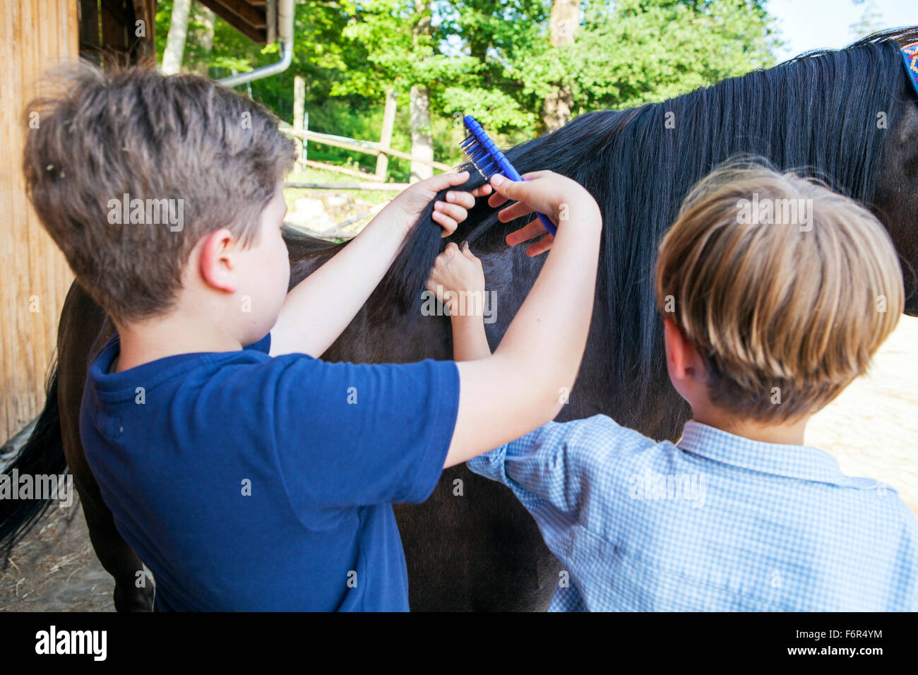 Two boys brushing together mane of horse Stock Photo