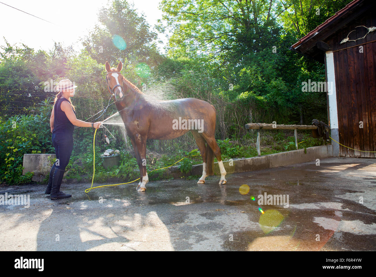 Woman washing horse using garden hose Stock Photo Alamy